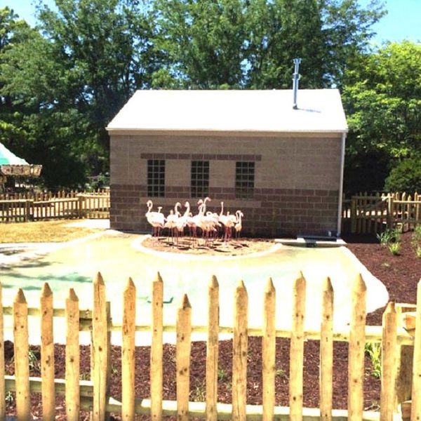Miller-Park-Flamingo-Exhibit
